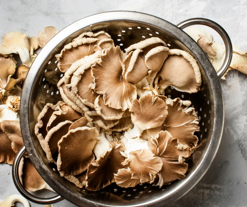 The following recipes for oyster mushrooms fit all kinds of dietary preferences and tastes. There are many different ways to prepare oyster mushrooms: roast, saute and fry. It is also a great meat substitute for those who want to enjoy a good plant-based recipe.