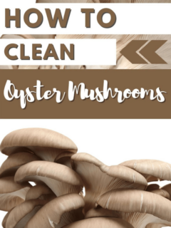 how to clean oyster mushrooms