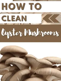 how to clean oyster mushrooms