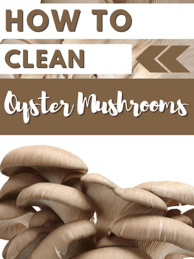 How to Clean Oyster Mushrooms Story